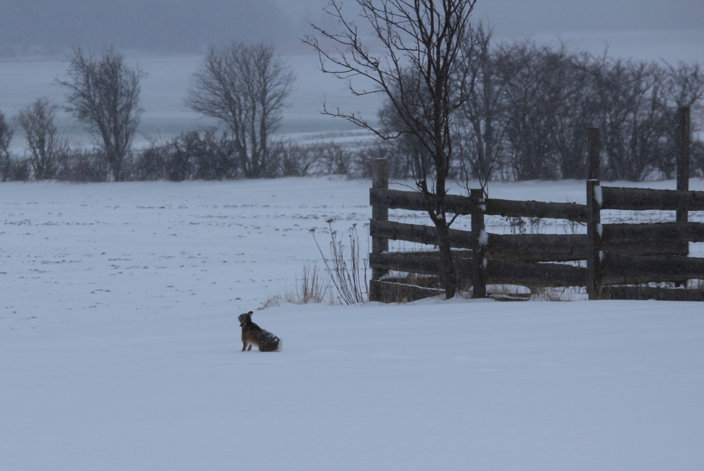 Hare i sne 1