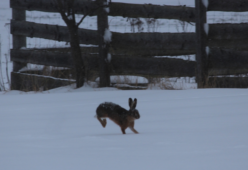 Haren i sneen.
