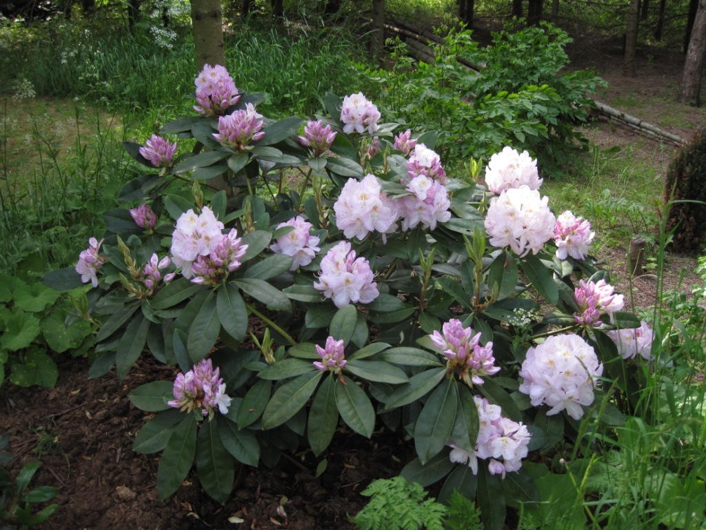 Rhododendron Gomer Waterer.