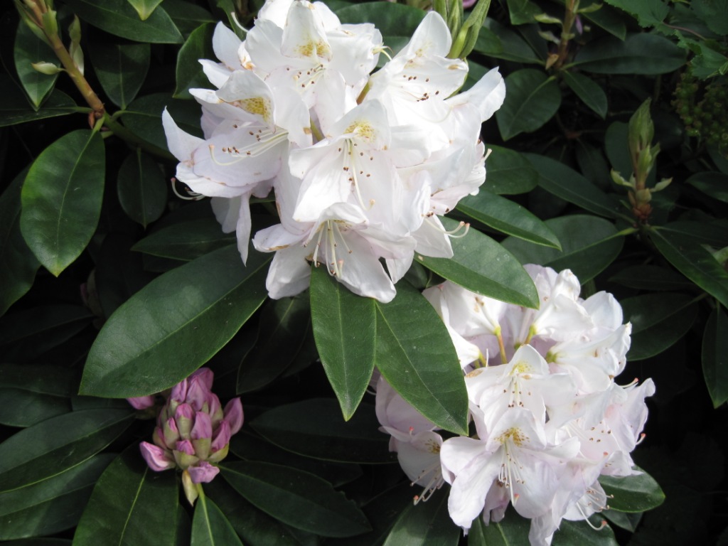 Stor rhododendron.